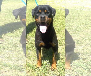 Rottweiler-Unknown Mix Dogs for adoption in Wetumpka, AL, USA