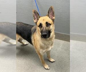 German Shepherd Dog-Unknown Mix Dogs for adoption in Las Vegas, NV, USA
