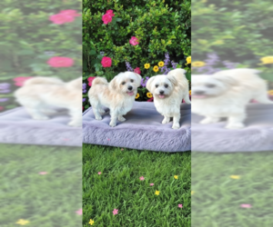Shih Tzu Dogs for adoption in Weston, FL, USA