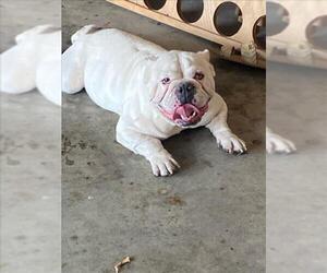 Bulldog Dogs for adoption in Martinez, CA, USA