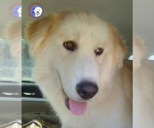 Great Pyrenees Dogs for adoption in Spring, TX, USA
