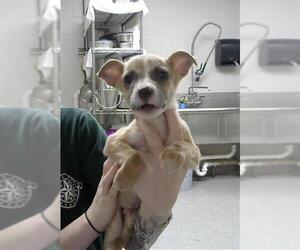 American Pit Bull Terrier-Unknown Mix Dogs for adoption in Pasadena, TX, USA