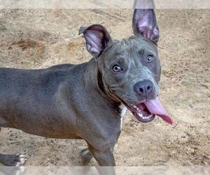 American Staffordshire Terrier Dogs for adoption in Tallahassee, FL, USA