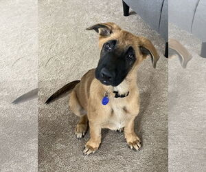 German Shepherd Dog Dogs for adoption in Seattle, WA, USA