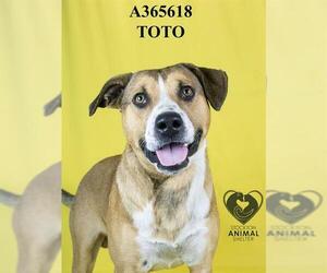 Saint Bernard-Unknown Mix Dogs for adoption in Stockton, CA, USA