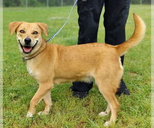 Labbe Dogs for adoption in Talladega, AL, USA