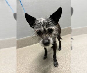 Mutt Dogs for adoption in Las Vegas, NV, USA