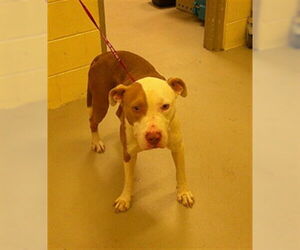 Mutt Dogs for adoption in Sanford, FL, USA