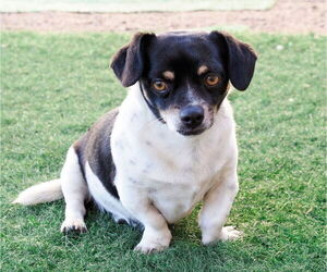 Chihuahua-Unknown Mix Dogs for adoption in phoenix, AZ, USA