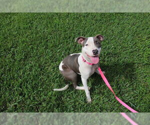 American Pit Bull Terrier Dogs for adoption in Ocala, FL, USA