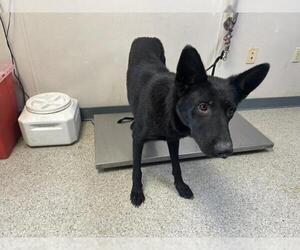 German Shepherd Dog-Unknown Mix Dogs for adoption in Visalia, CA, USA