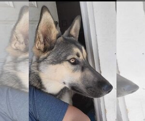 German Shepherd Dog-Huskies Mix Dogs for adoption in Redding, CA, USA