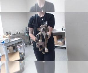 American Pit Bull Terrier Dogs for adoption in Pasadena, TX, USA