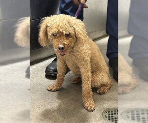 Poodle (Miniature) Dogs for adoption in Forestville, MD, USA