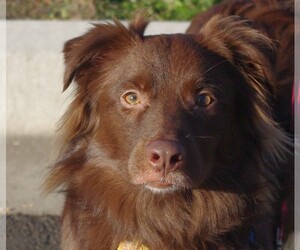 Border-Aussie Dogs for adoption in Longview, WA, USA