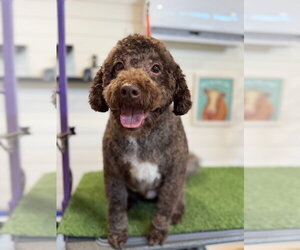 Golden Retriever-Unknown Mix Dogs for adoption in Mooresville, NC, USA