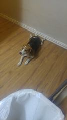 Beagle Dogs for adoption in Phoenix, AZ, USA