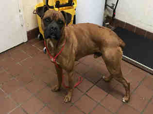 Boxer Dogs for adoption in Waynesville, NC, USA