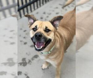 German Shepherd Dog Dogs for adoption in Santa Maria, CA, USA