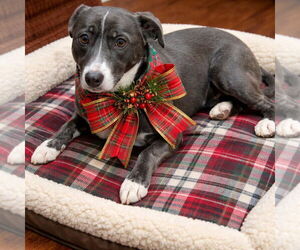 Borador Dogs for adoption in Mt. Laurel, NJ, USA