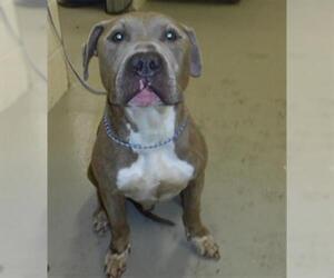 American Pit Bull Terrier-Unknown Mix Dogs for adoption in Sanford, FL, USA