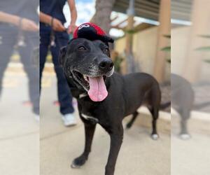 Labrador Retriever Dogs for adoption in Chula Vista, CA, USA