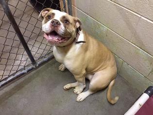 American Bulldog Dogs for adoption in Pierceton , IN, USA