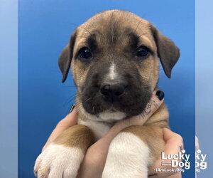 Mutt Dogs for adoption in Washington, DC, USA
