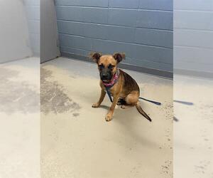 Black Mouth Cur Dogs for adoption in Tallahassee, FL, USA