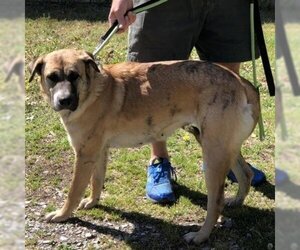 Anatolian Shepherd Dogs for adoption in Denison, TX, USA