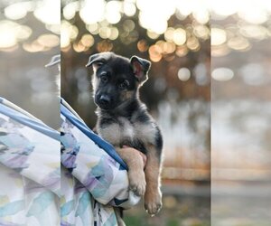 German Shepherd Dog Dogs for adoption in Sandy, UT, USA