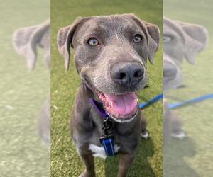 American Pit Bull Terrier-Labrador Retriever Mix Dogs for adoption in Boston, MA, USA