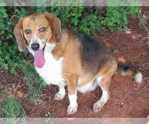 Beagle Dogs for adoption in Oklahoma City, OK, USA