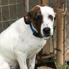 Lab-Pointer Dogs for adoption in Bauxite, AR, USA