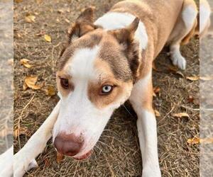 Siberian Husky Dogs for adoption in San Antonio, TX, USA