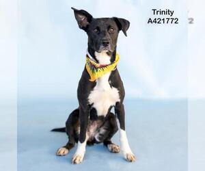 Labrador Retriever-Unknown Mix Dogs for adoption in Conroe, TX, USA