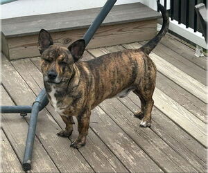 American Staffordshire Terrier-Golden Retriever Mix Dogs for adoption in SHERBURNE, NY, USA