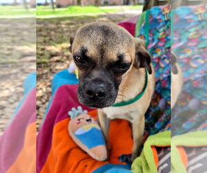 Puggat Dogs for adoption in Missouri City, TX, USA