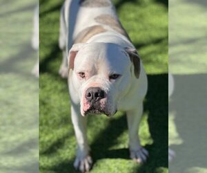 American Bulldog Dogs for adoption in Simi valley , CA, USA