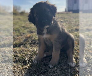 Huskies -Unknown Mix Dogs for adoption in Princeton, MN, USA