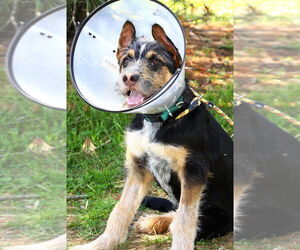 Mutt Dogs for adoption in Evansville, IN, USA