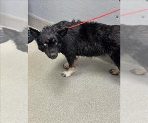German Shepherd Dog-Unknown Mix Dogs for adoption in Las Vegas, NV, USA