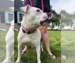 Bulldog Dogs for adoption in Mechanicsburg, PA, USA