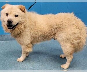 Chow Chow Dogs for adoption in San Antonio, TX, USA