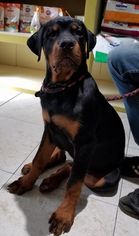 Rottweiler Dogs for adoption in Matawan, NJ, USA