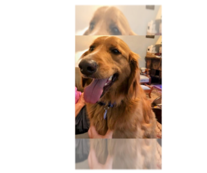 Golden Retriever Dogs for adoption in Greenbelt, MD, USA