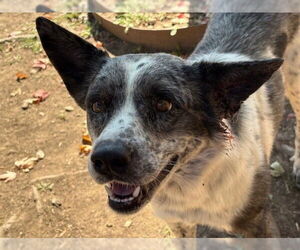 Mutt Dogs for adoption in Tulsa, OK, USA