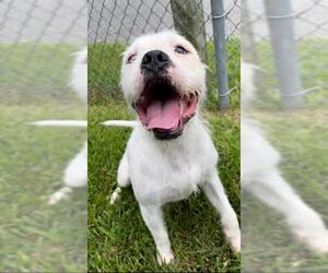 Rat Terrier-Unknown Mix Dogs for adoption in Rosenberg, TX, USA