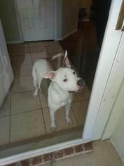 American Bulldog-American Staffordshire Terrier Mix Dogs for adoption in mesquite, TX, USA
