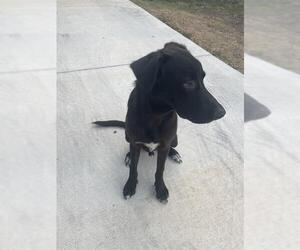 Labrador Retriever-Unknown Mix Dogs for adoption in San Antonio, TX, USA
